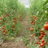 zone agricole de Suba: lancement de la production par la tomates